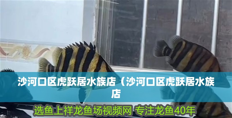 沙河口區虎躍居水族店(沙河口區虎躍居水族店 全國水族館企業名錄 第2張 沙河口區虎躍居水族店(沙河口區虎躍居水族店 沙河口區虎躍居水族店(沙河口區虎躍居水族店 全國水族館企業名錄 第2張