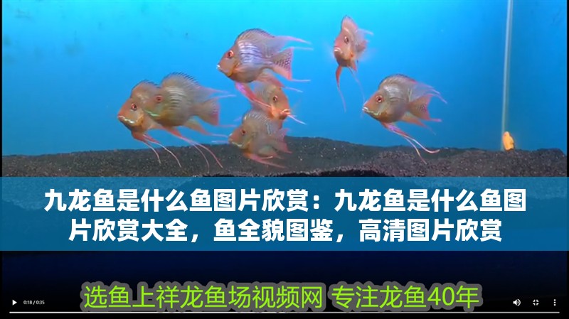 九龍魚(yú)是什么魚(yú)圖片欣賞：九龍魚(yú)是什么魚(yú)圖片欣賞大全，魚(yú)全貌圖鑒，高清圖片欣賞