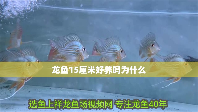 龍魚15厘米好養(yǎng)嗎為什么