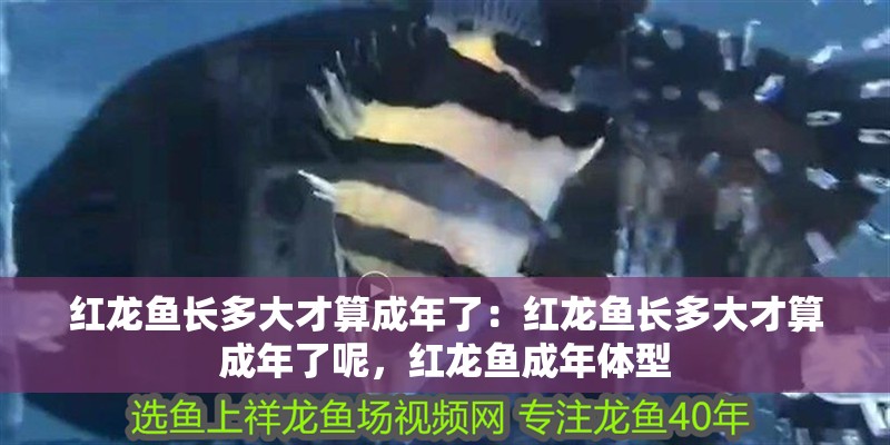 紅龍魚長多大才算成年了：紅龍魚長多大才算成年了呢，紅龍魚成年體型