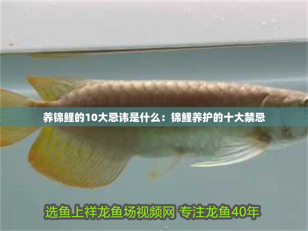 養(yǎng)錦鯉的10大忌諱是什么：錦鯉養(yǎng)護(hù)的十大禁忌