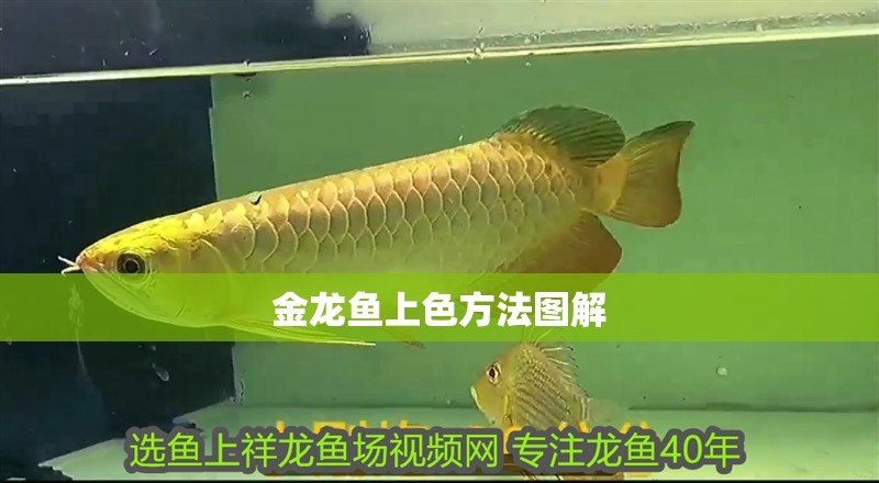 金龍魚(yú)上色方法圖解