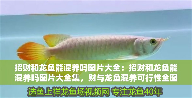 招財和龍魚能混養(yǎng)嗎圖片大全：招財和龍魚能混養(yǎng)嗎圖片大全集，財與龍魚混養(yǎng)可行性全圖解，高清圖片大 招財和龍魚能混養(yǎng)嗎圖片大全：招財和龍魚能混養(yǎng)嗎圖片大全集，財與龍魚混養(yǎng)可行性全圖解，高清圖片大 水族問答