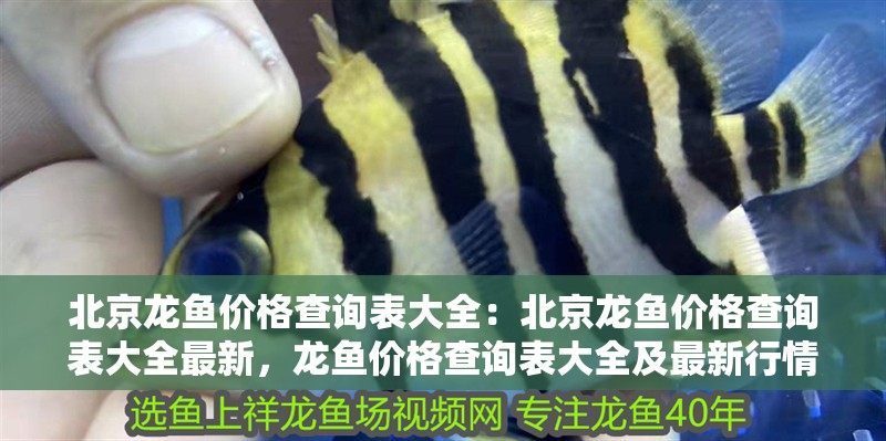 北京龍魚價格查詢表大全：北京龍魚價格查詢表大全最新，龍魚價格查詢表大全及最新行情