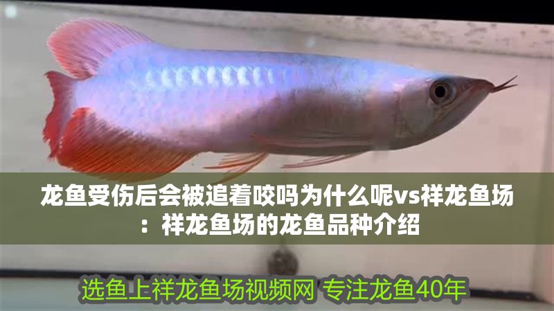 龍魚受傷后會(huì)被追著咬嗎為什么呢vs祥龍魚場(chǎng)：祥龍魚場(chǎng)的龍魚品種介紹