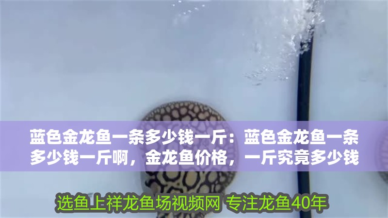 藍色金龍魚一條多少錢一斤：藍色金龍魚一條多少錢一斤啊，金龍魚價格，一斤究竟多少錢？