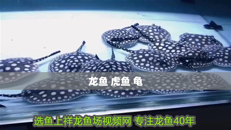 龍魚 虎魚 龜 龍魚 虎魚 龜 龍魚百科