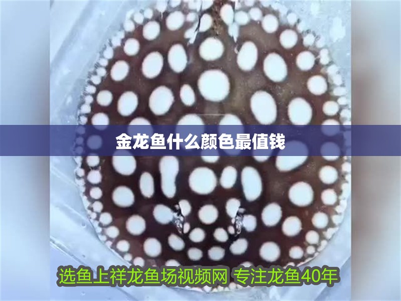 金龍魚什么顏色最值錢