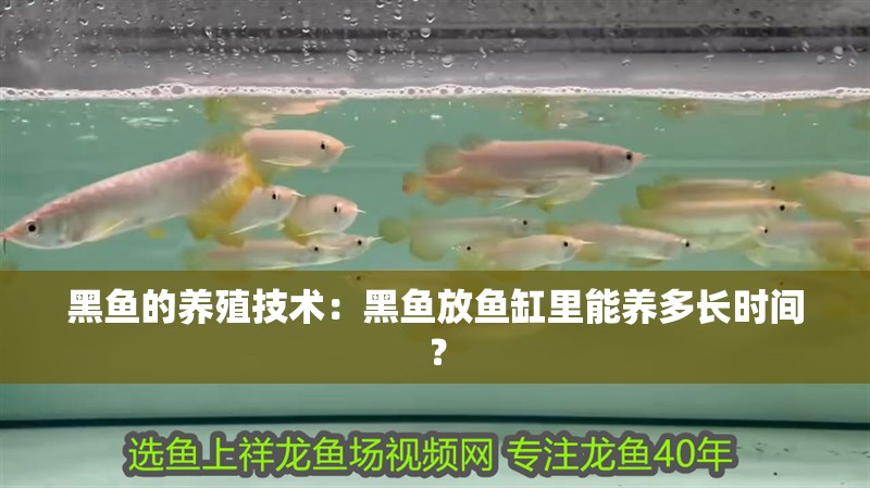 黑魚的養(yǎng)殖技術(shù)：黑魚放魚缸里能養(yǎng)多長時間？ 黑魚的養(yǎng)殖技術(shù)：黑魚放魚缸里能養(yǎng)多長時間？ 魚缸百科
