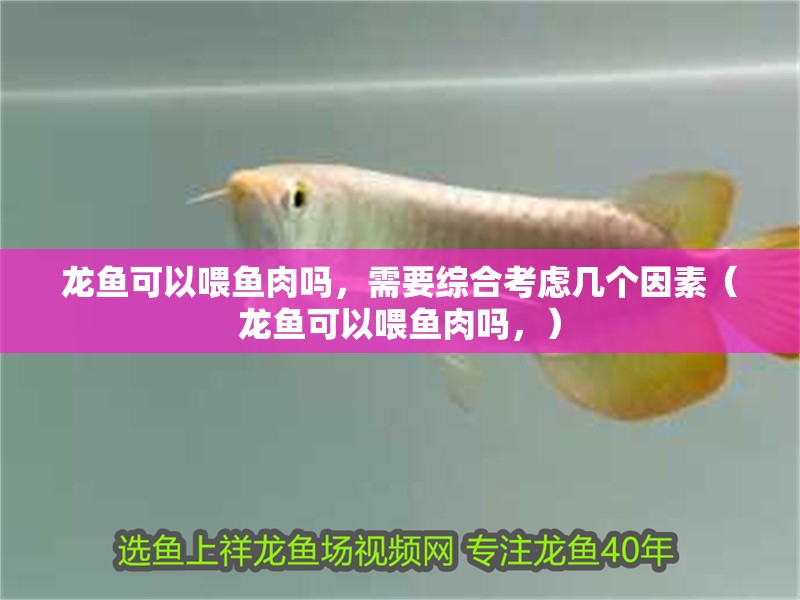 龍魚可以喂魚肉嗎，需要綜合考慮幾個(gè)因素（龍魚可以喂魚肉嗎，）