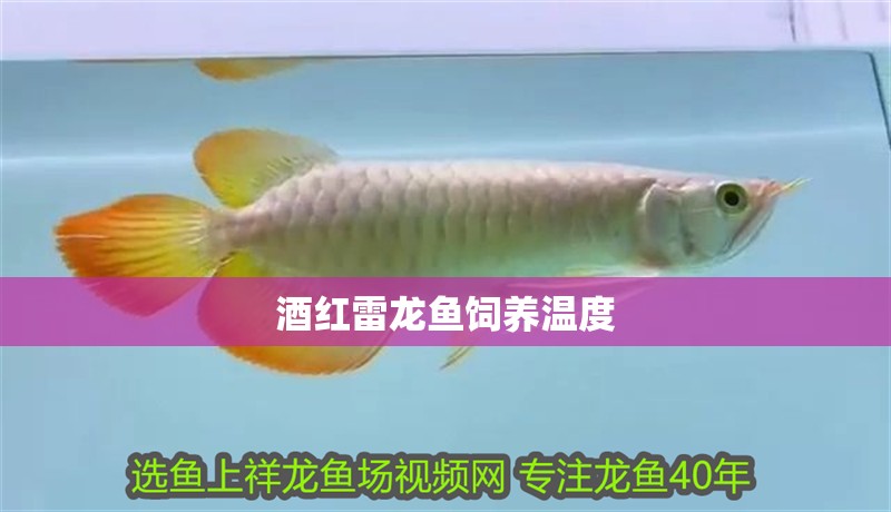 酒紅雷龍魚飼養(yǎng)溫度