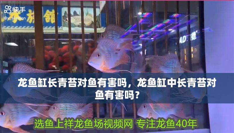 龍魚缸長青苔對魚有害嗎，龍魚缸中長青苔對魚有害嗎？ 龍魚缸長青苔對魚有害嗎，龍魚缸中長青苔對魚有害嗎？ 魚缸百科 第2張