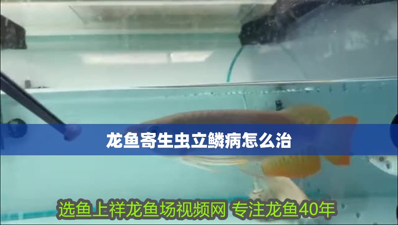 龍魚寄生蟲立鱗病怎么治 龍魚寄生蟲立鱗病怎么治 龍魚百科