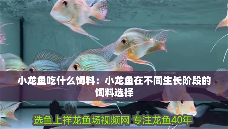 小龍魚吃什么飼料：小龍魚在不同生長階段的飼料選擇 小龍魚吃什么飼料：小龍魚在不同生長階段的飼料選擇 龍魚百科