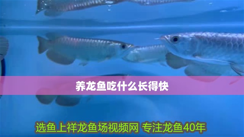 養(yǎng)龍魚吃什么長得快