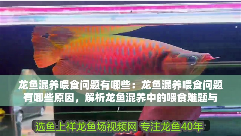 龍魚混養(yǎng)喂食問題有哪些：龍魚混養(yǎng)喂食問題有哪些原因，解析龍魚混養(yǎng)中的喂食難題與