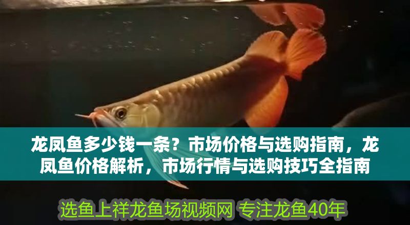 龍鳳魚多少錢一條？市場價格與選購指南，龍鳳魚價格解析，市場行情與選購技巧全指南