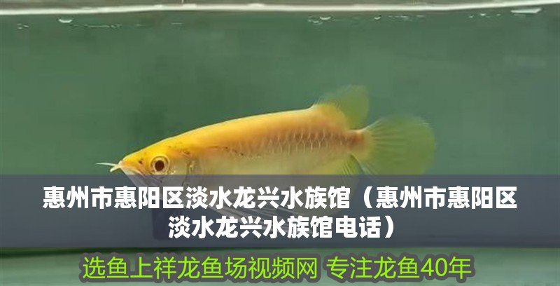 惠州市惠陽(yáng)區(qū)淡水龍興水族館（惠州市惠陽(yáng)區(qū)淡水龍興水族館電話）