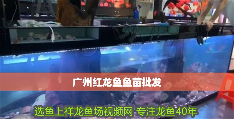 廣州紅龍魚(yú)魚(yú)苗批發(fā)
