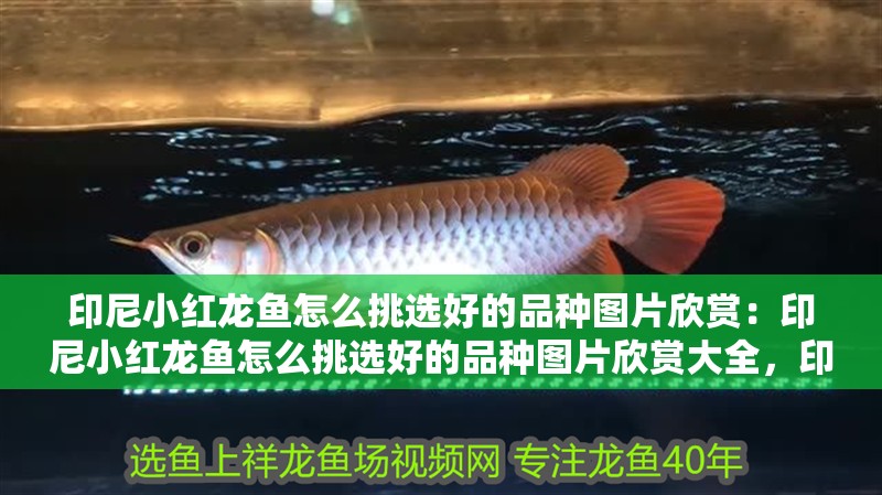 印尼小紅龍魚怎么挑選好的品種圖片欣賞：印尼小紅龍魚怎么挑選好的品種圖片欣賞大全，印尼小紅龍魚優質品種挑選與圖片