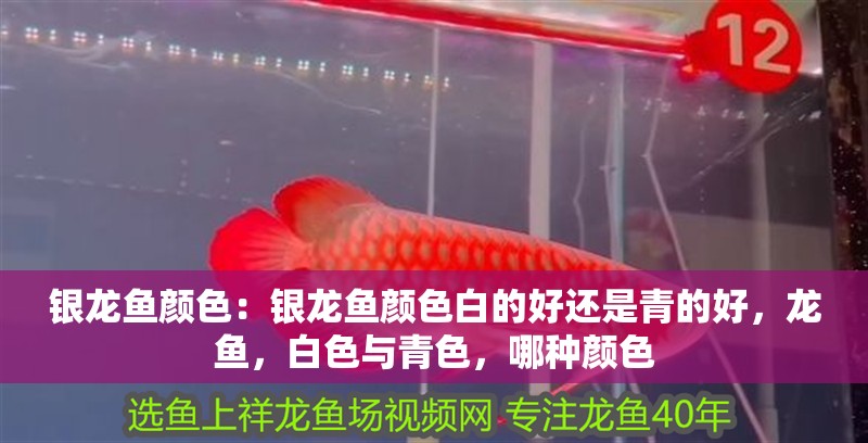 銀龍魚顏色：銀龍魚顏色白的好還是青的好，龍魚，白色與青色，哪種顏色
