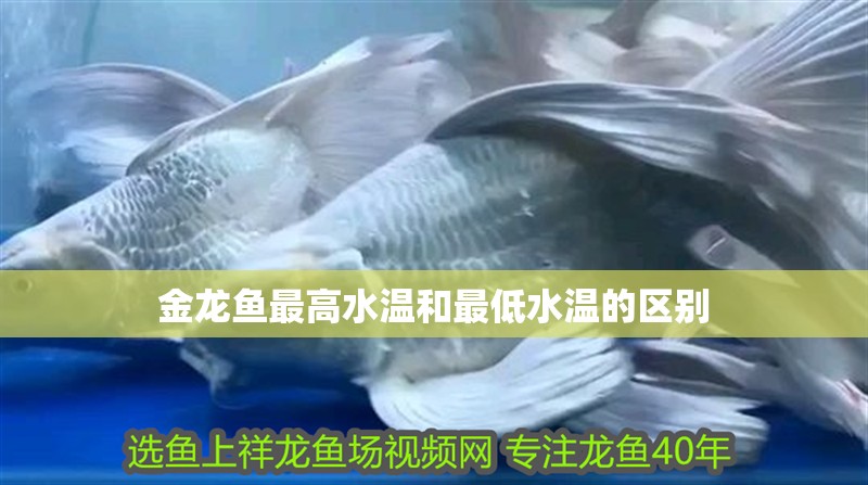 金龍魚最高水溫和最低水溫的區別