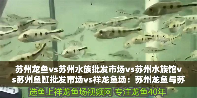 蘇州龍魚vs蘇州水族批發市場vs蘇州水族館vs蘇州魚缸批發市場vs祥龍魚場：蘇州龍魚與蘇州水族批發市場哪個好 蘇州龍魚vs蘇州水族批發市場vs蘇州水族館vs蘇州魚缸批發市場vs祥龍魚場：蘇州龍魚與蘇州水族批發市場哪個好 祥龍魚場各市分站 第2張
