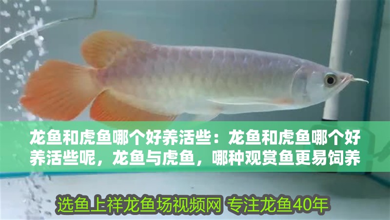 龍魚和虎魚哪個好養活些：龍魚和虎魚哪個好養活些呢，龍魚與虎魚，哪種觀賞魚更易飼養？ 龍魚和虎魚哪個好養活些：龍魚和虎魚哪個好養活些呢，龍魚與虎魚，哪種觀賞魚更易飼養？ 水族問答
