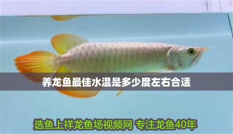養龍魚最佳水溫是多少度左右合適