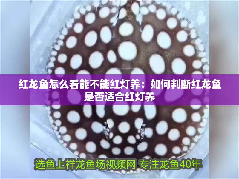 紅龍魚怎么看能不能紅燈養：如何判斷紅龍魚是否適合紅燈養