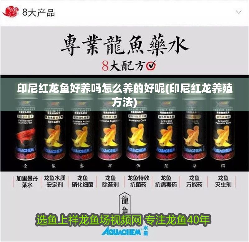 印尼紅龍魚(yú)好養(yǎng)嗎怎么養(yǎng)的好呢(印尼紅龍養(yǎng)殖方法)