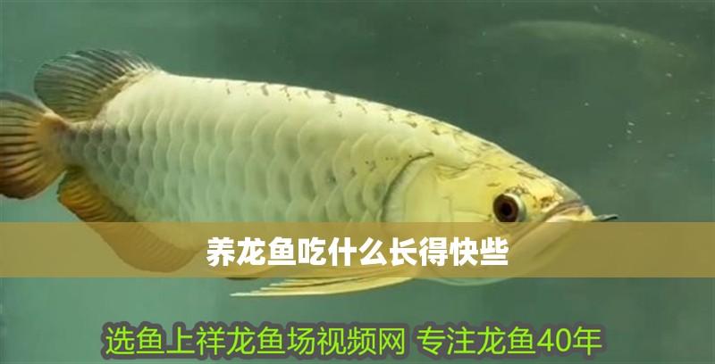 養龍魚吃什么長得快些