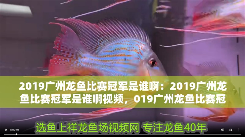 2019廣州龍魚比賽冠軍是誰啊：2019廣州龍魚比賽冠軍是誰啊視頻，019廣州龍魚比賽冠軍揭曉 2019廣州龍魚比賽冠軍是誰啊：2019廣州龍魚比賽冠軍是誰啊視頻，019廣州龍魚比賽冠軍揭曉 水族問答