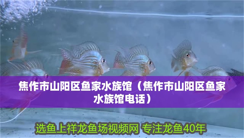 焦作市山陽區魚家水族館（焦作市山陽區魚家水族館電話）