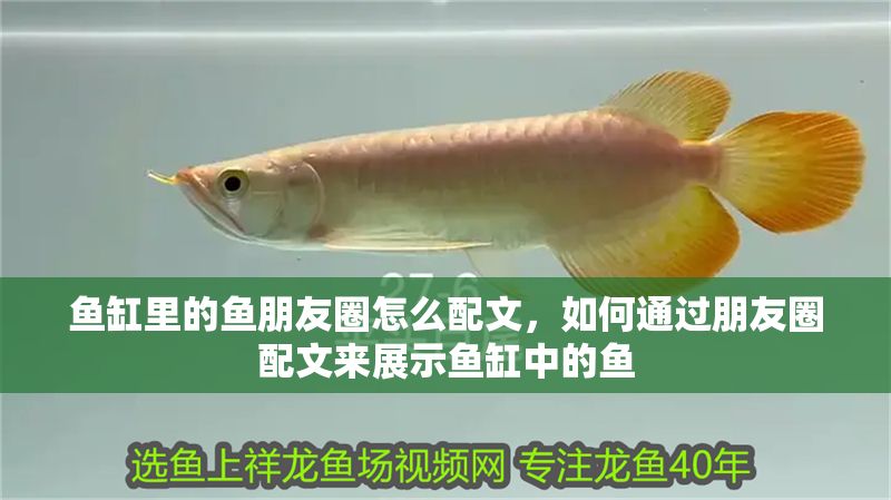魚缸里的魚朋友圈怎么配文，如何通過朋友圈配文來展示魚缸中的魚