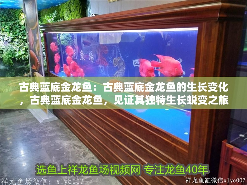 古典藍底金龍魚:古典藍底金龍魚的生長變化,古典藍底金龍魚,見證其獨特生長蛻變之旅 水族問答 古典藍底金龍魚:古典藍底金龍魚的生長變化,古典藍底金龍魚,見證其獨特生長蛻變之旅 古典藍底金龍魚:古典藍底金龍魚的生長變化,古典藍底金龍魚,見證其獨特生長蛻變之旅 水族問答