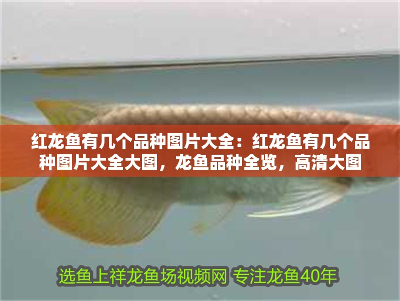 紅龍魚有幾個品種圖片大全：紅龍魚有幾個品種圖片大全大圖，龍魚品種全覽，高清大圖 紅龍魚有幾個品種圖片大全：紅龍魚有幾個品種圖片大全大圖，龍魚品種全覽，高清大圖 水族問答