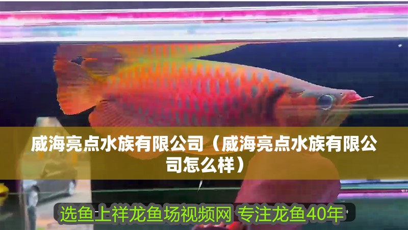 威海亮點水族有限公司（威海亮點水族有限公司怎么樣）