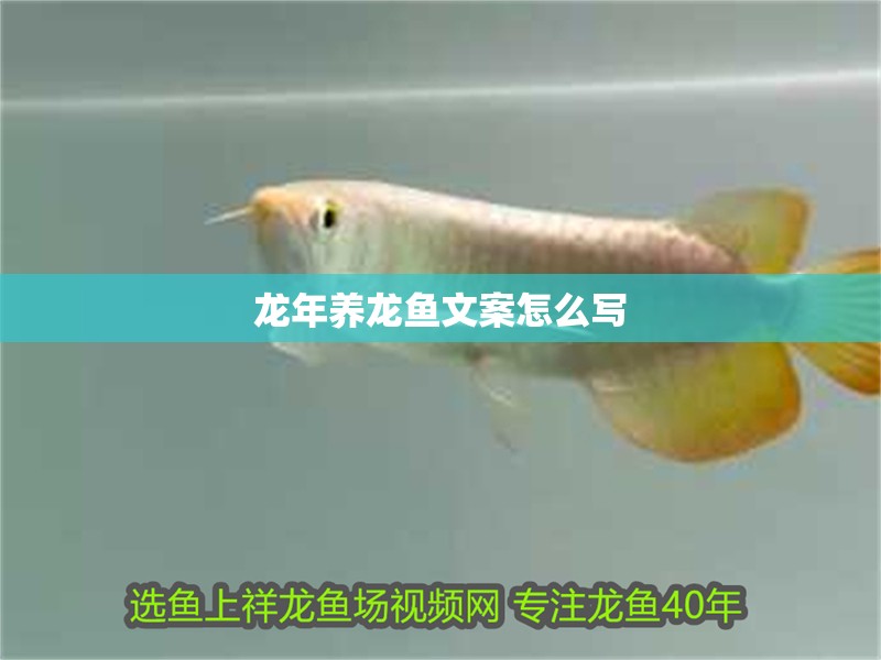 龍年養龍魚文案怎么寫