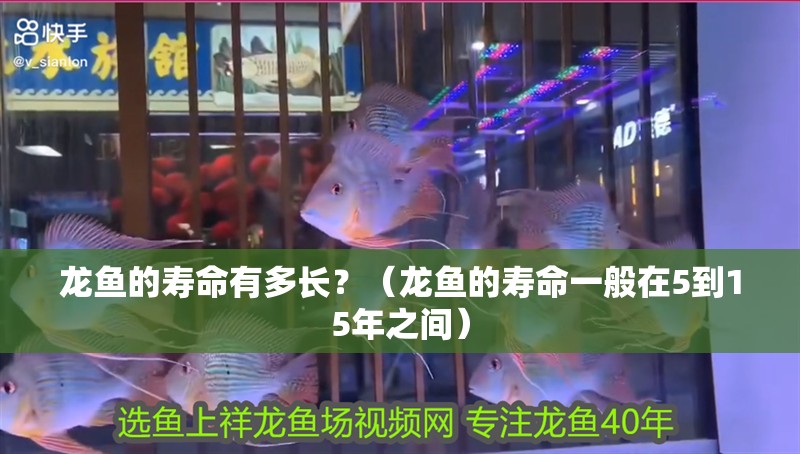 龍魚的壽命有多長？（龍魚的壽命一般在5到15年之間）
