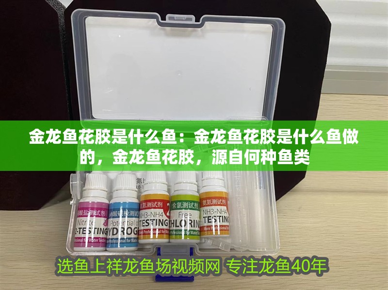 金龍魚花膠是什么魚:金龍魚花膠是什么魚做的,金龍魚花膠,源自何種魚類 水族問(wèn)答 金龍魚花膠是什么魚:金龍魚花膠是什么魚做的,金龍魚花膠,源自何種魚類 金龍魚花膠是什么魚:金龍魚花膠是什么魚做的,金龍魚花膠,源自何種魚類 水族問(wèn)答