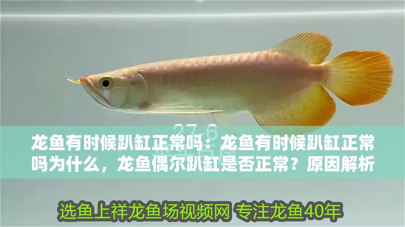 龍魚有時候趴缸正常嗎：龍魚有時候趴缸正常嗎為什么，龍魚偶爾趴缸是否正常？原因解析