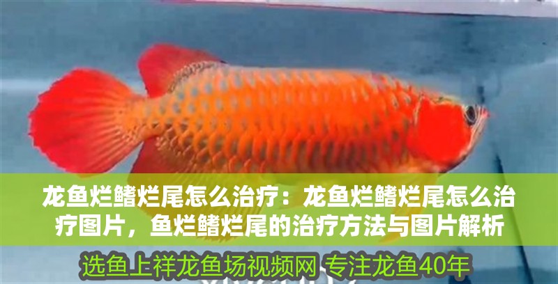 龍魚爛鰭爛尾怎么治療：龍魚爛鰭爛尾怎么治療圖片，魚爛鰭爛尾的治療方法與圖片解析