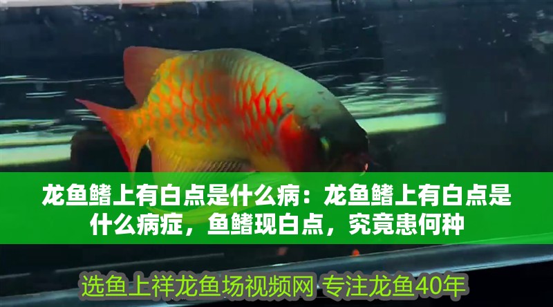 龍魚鰭上有白點是什么病：龍魚鰭上有白點是什么病癥，魚鰭現白點，究竟患何種