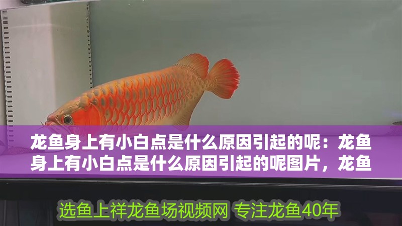 龍魚身上有小白點(diǎn)是什么原因引起的呢：龍魚身上有小白點(diǎn)是什么原因引起的呢圖片，龍魚身上出現(xiàn)小白點(diǎn)的成因解析