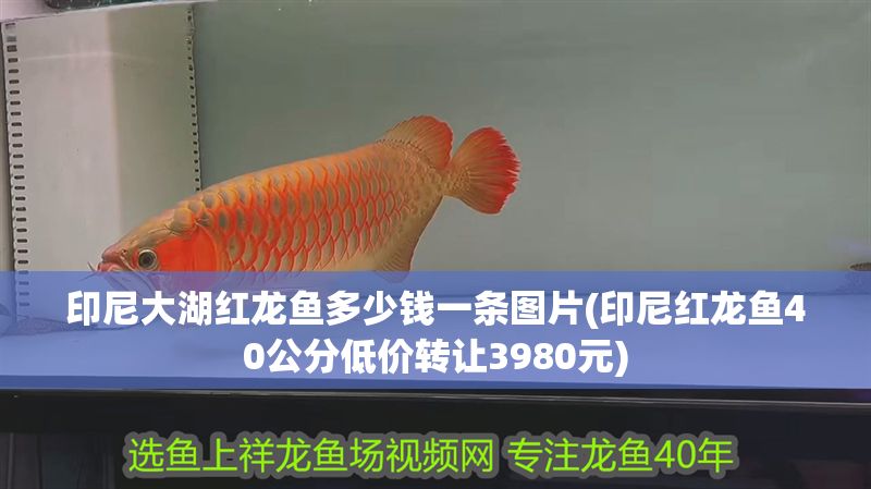 豬鼻龜如何挑選品相：如何挑選一只豬鼻龜