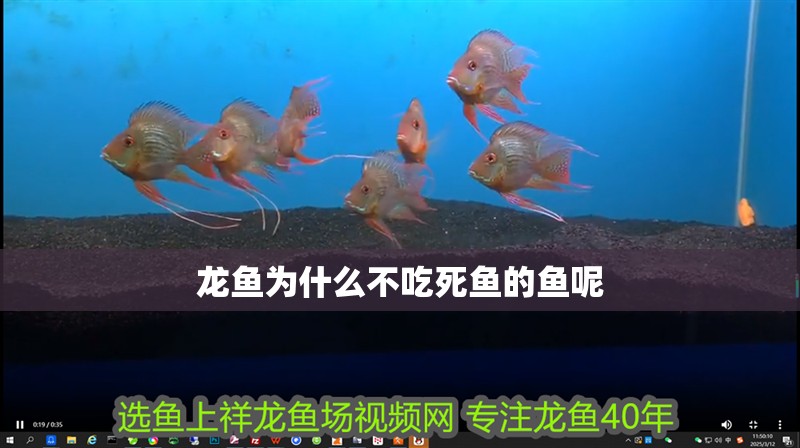 龍魚為什么不吃死魚的魚呢 龍魚為什么不吃死魚的魚呢 龍魚百科 第2張