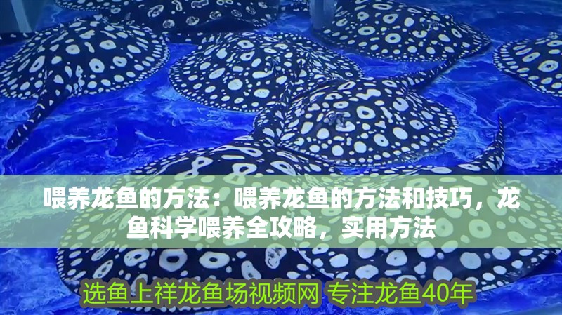 喂養龍魚的方法：喂養龍魚的方法和技巧，龍魚科學喂養全攻略，實用方法