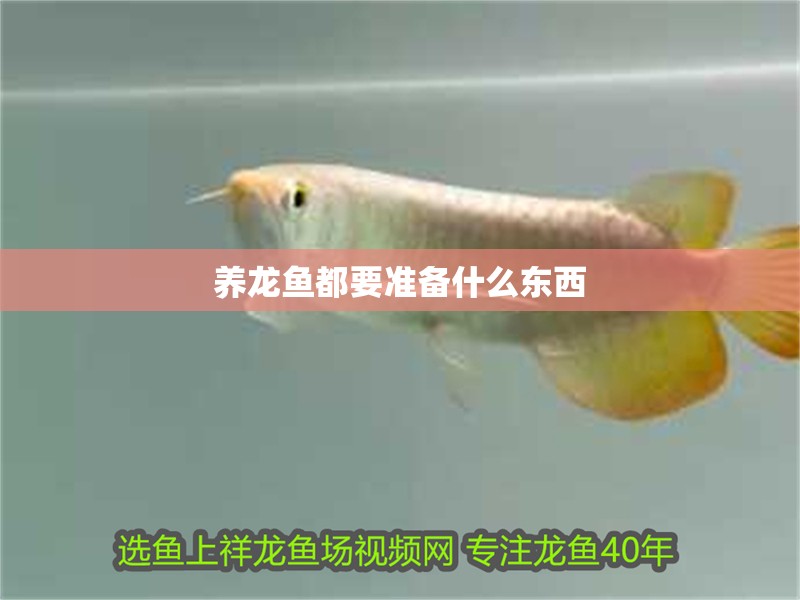 養龍魚都要準備什么東西