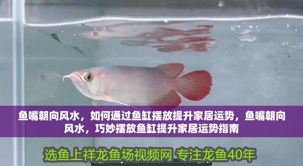 魚嘴朝向風水，如何通過魚缸擺放提升家居運勢，魚嘴朝向風水，巧妙擺放魚缸提升家居運勢指南